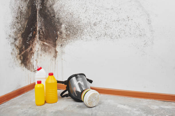Best Commercial Mold Remediation in Crest Hl, IL