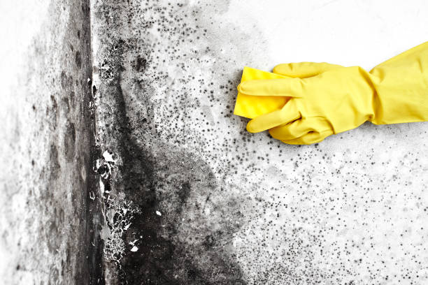 Best Localized Mold Remediation (e.g., coastal areas, humid climates) in Crest Hl, IL