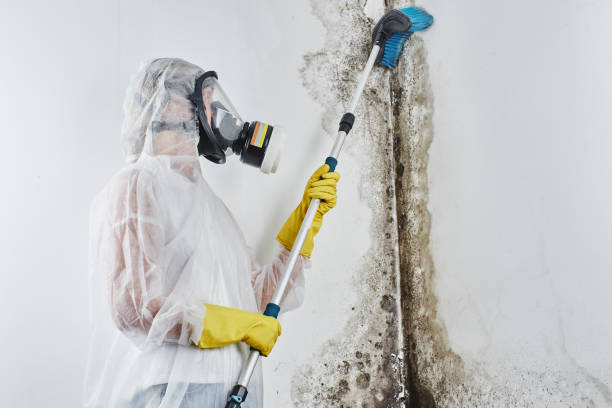 Best DIY Mold Remediation Support Services in Crest Hl, IL