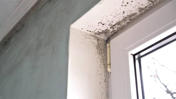 Best HVAC Mold Remediation in Crest Hl, IL