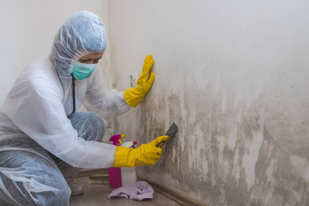 Best Mold Testing and Inspection Services in Crest Hl, IL