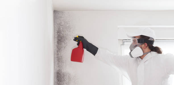 Best Insurance-Related Mold Remediation in Crest Hl, IL