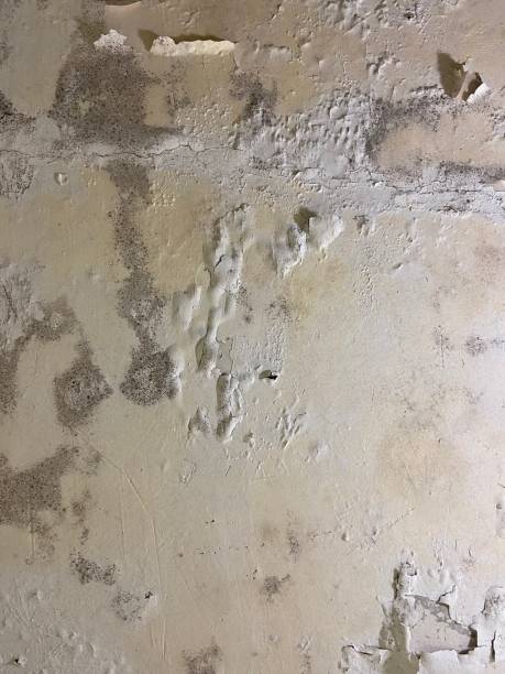 Best Emergency Mold Remediation in Crest Hl, IL