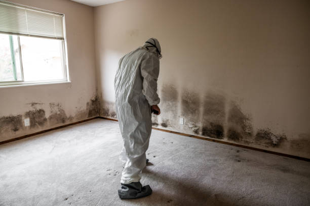 Best Bathroom Mold Remediation in Crest Hl, IL