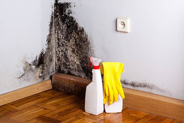 Best Basement Mold Remediation in Crest Hl, IL