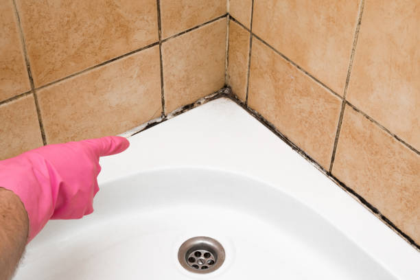Best Kitchen Mold Remediation in Crest Hl, IL